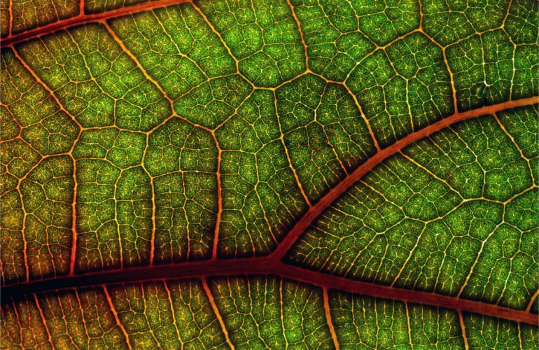 Cévní systém a detoxikace