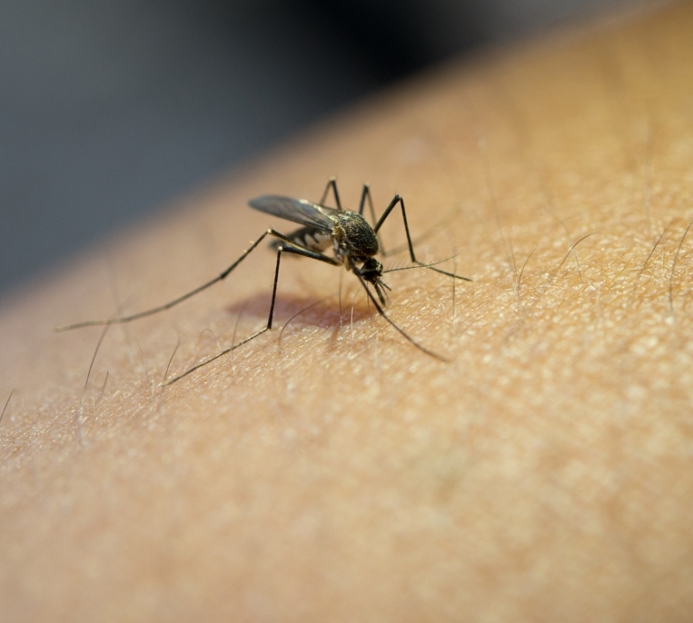 close up mosquito sucking blood from human arm kopie
