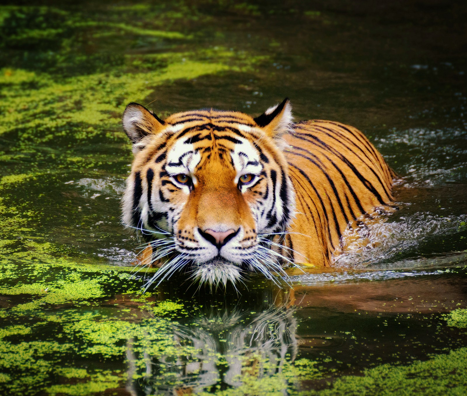 Vodní Tygr je dynamický