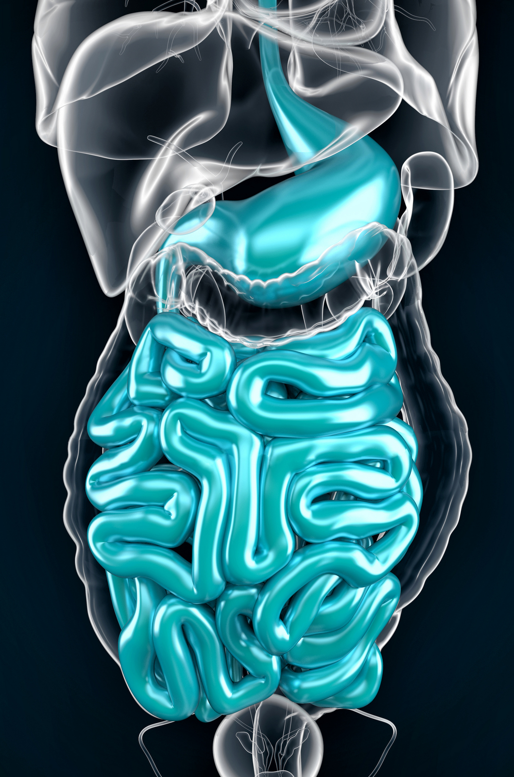 Intestine. 3D illustration. Contains clipping path