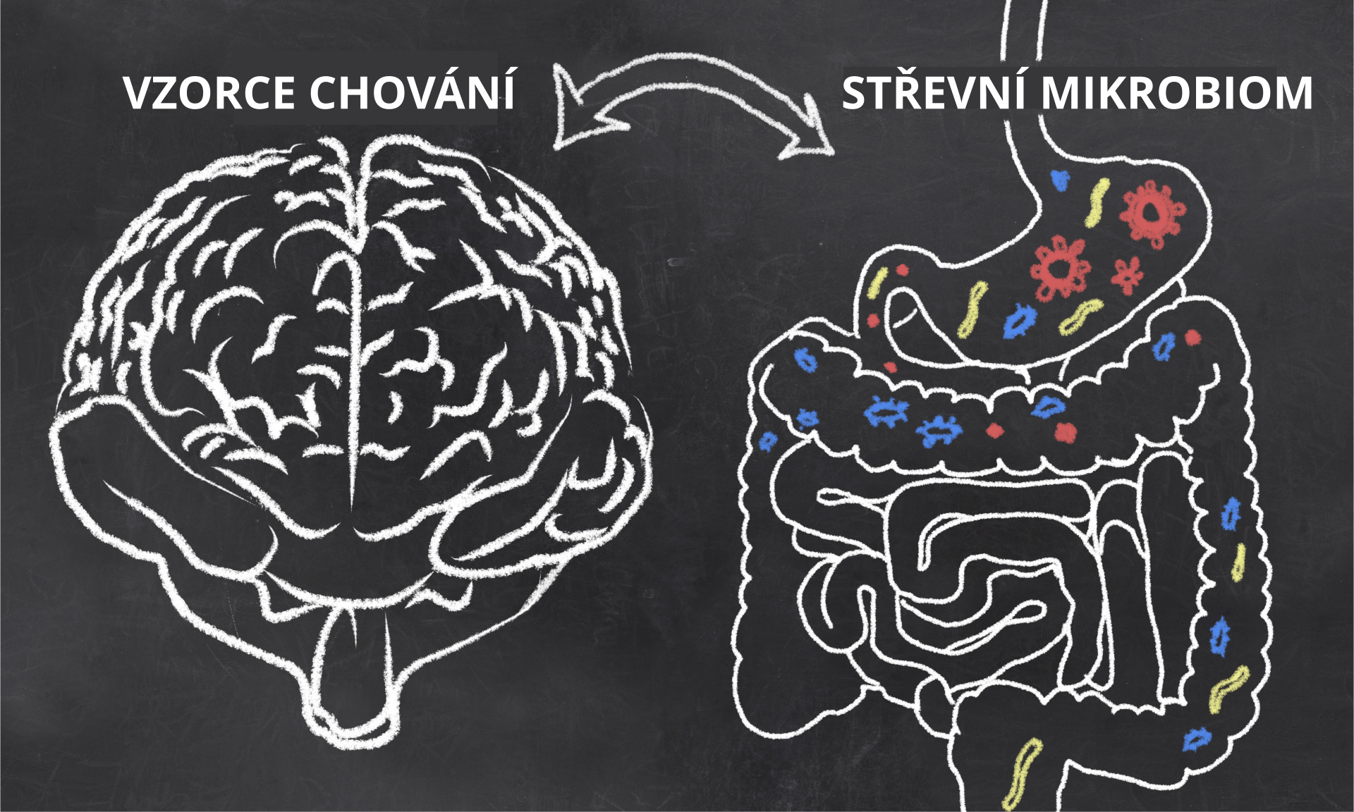 Mood and Gut Bacteria with chalk on Blackboard